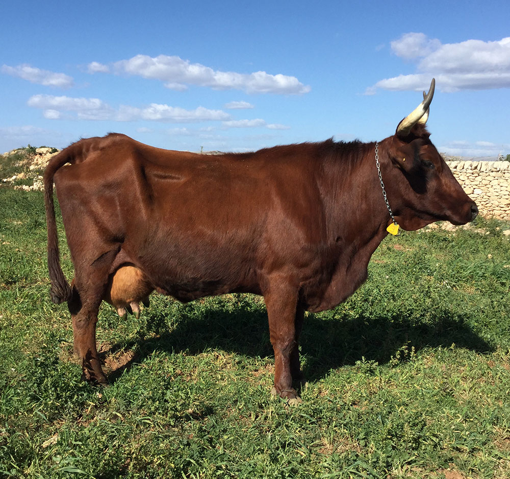 Bovini autoctoni di Sicilia